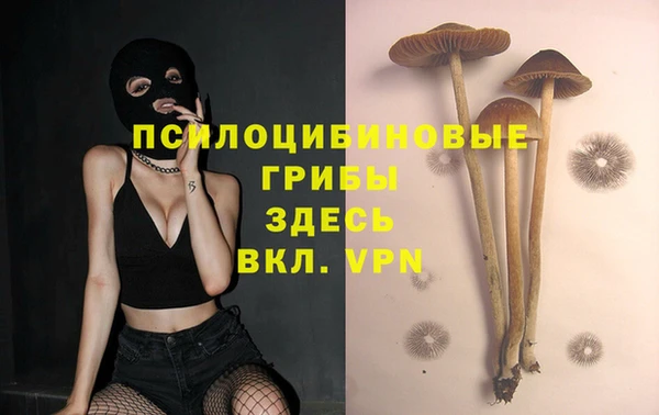 шишки Новодвинск